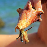 A Sea Snail, One of Calvin's Sea Critters - Philipsburg, St. Maarten