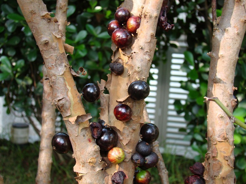 Бразильское виноградное дерево - Жаботикаба