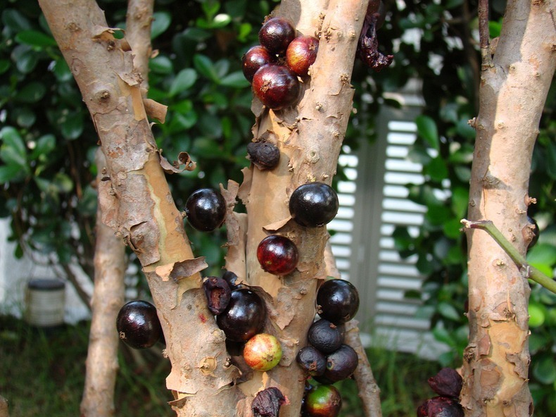 jabuticaba-6 jabuticaba-6