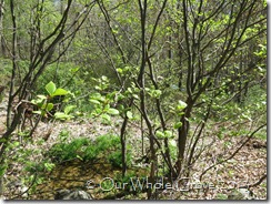 witchhazel in the woods