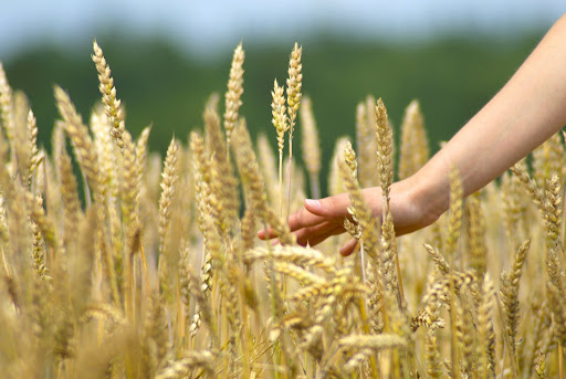 Corn 3893664jpg jpg 1600x1072 Womans hand slide threw the golden field
