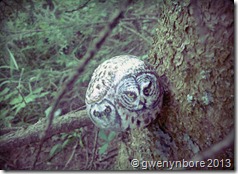 gwenynbore_strix gwenynbore_strix