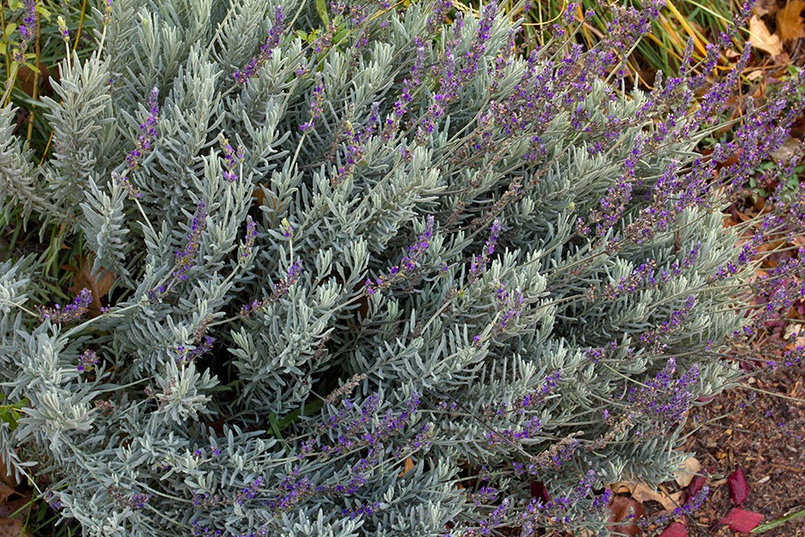 [111217_llavandula%255B2%255D.jpg]
