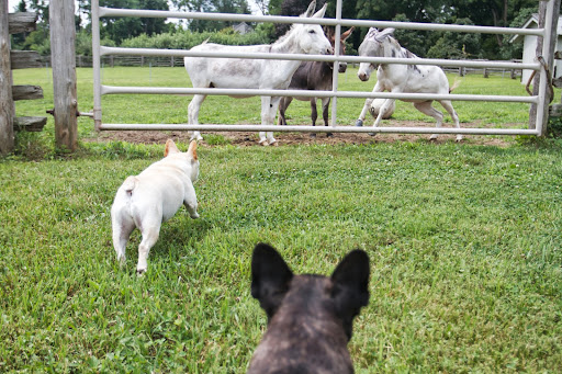 America's wee asses, also referred to as miniature donkeys, miniatures, and mini-donks, were originally bred as working donkeys on the Mediterranean islands of Sicily and Sardinia, off the coast of Italy. America's wee asses, also referred to as miniature donkeys, miniatures, and mini-donks, were originally bred as working donkeys on the Mediterranean islands of Sicily and Sardinia, off the coast of Italy.