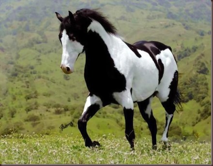 Amazing Animals Pictures Horse (9)