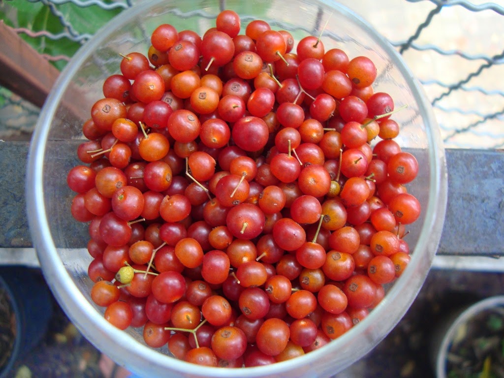 [Blepharocalyx%2520salicidolius%2520%25284%2529%255B4%255D.jpg]