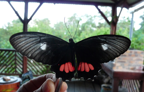 Parides vertumnus vertumnus CRAMER, 1779, femelle. Rivière Comté (Guyane), 17 octobre 2011. Photo : Colette Chazal