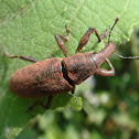 Gorgojo