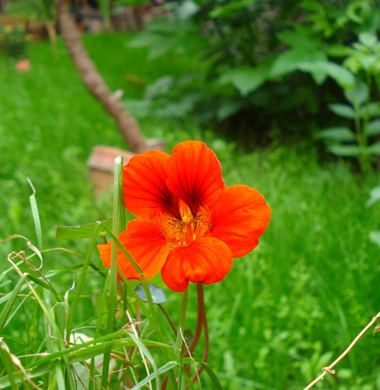 [2007-05-20%2520-%2520Cruzy%2520garden%2520%252817%2529%255B5%255D.jpg]