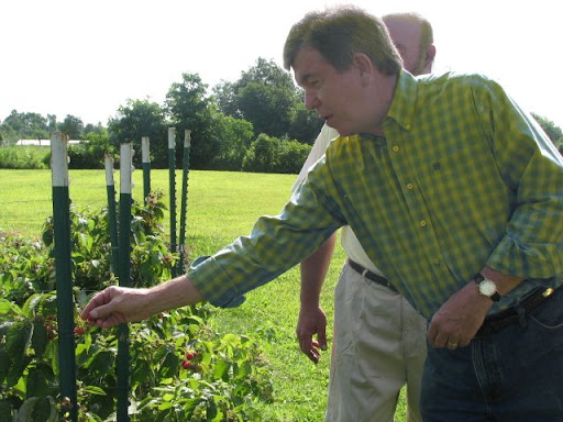 Blunt reaches to sample one of Overboe's red raspberries. (Photo credit: Jennifer Moore)
