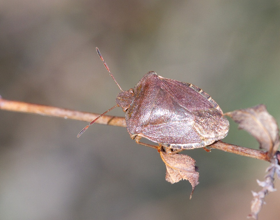 [12_02_25_garden_green_shieldbug_032%255B4%255D.jpg]