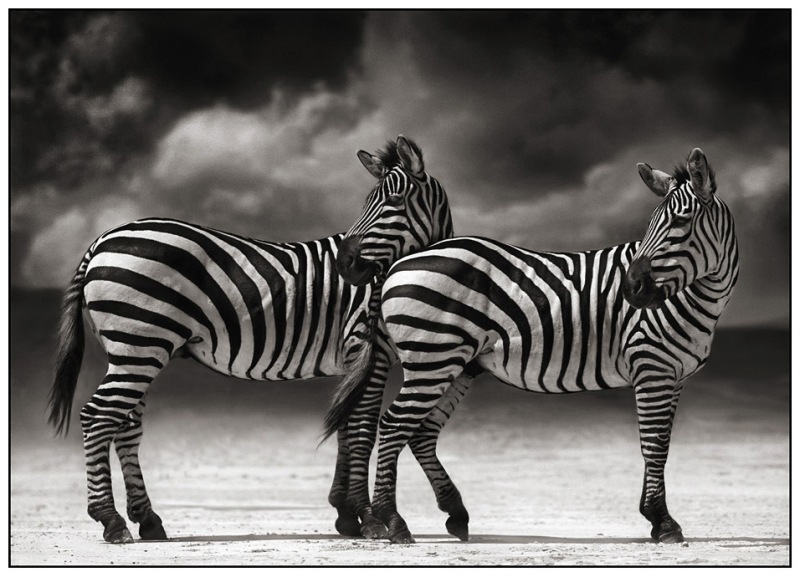 3 Zebras Turning Heads