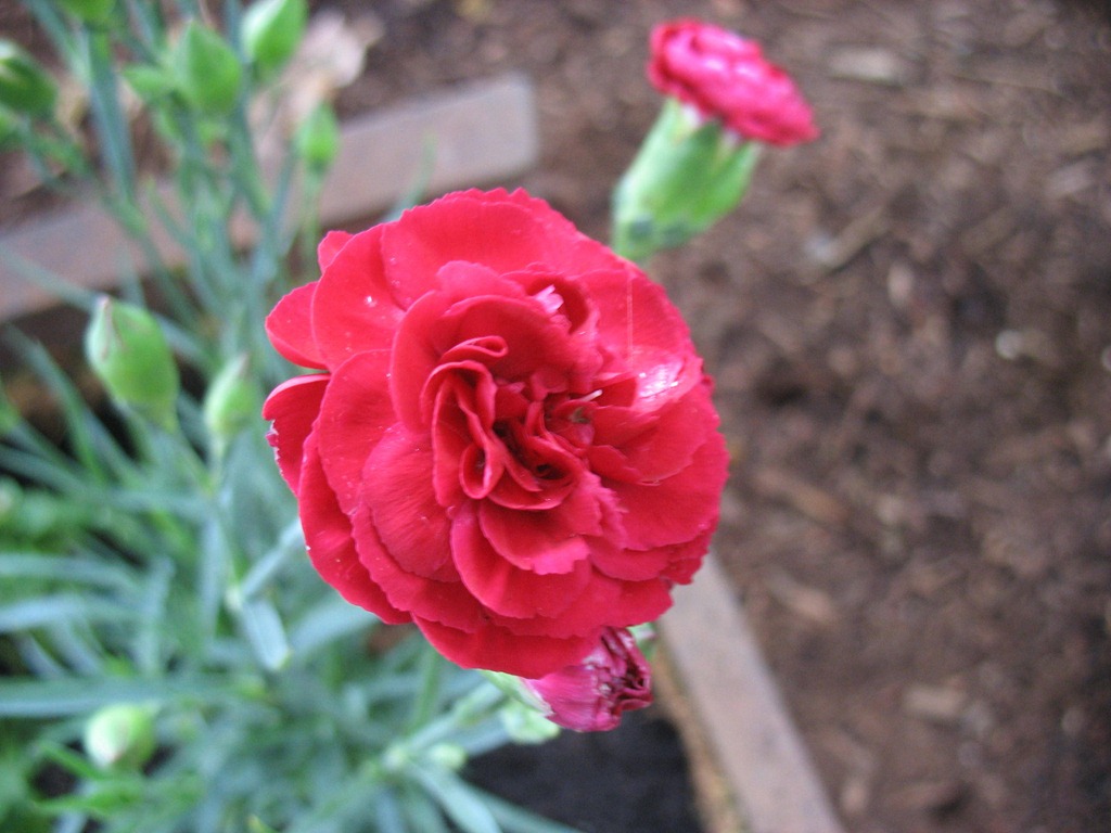 [dianthus%255B3%255D.jpg]