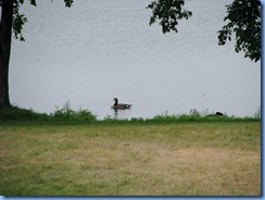 2614 Minnesota Bemidji - Lake Bemidji - Canada Goose