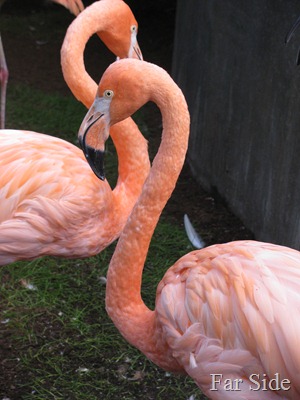 Flamingos