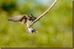 Purple Martin - Progne subis subis,