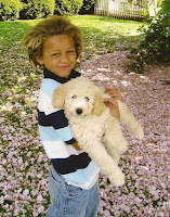 Labradoodle puppies are for kids!