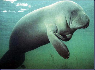 manateeb