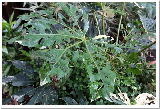 120523_Fatsia-japonica-variegata_02