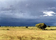 sabana sabana