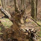 singold-bote_waldlehrpfad-schwabegg_015.jpg