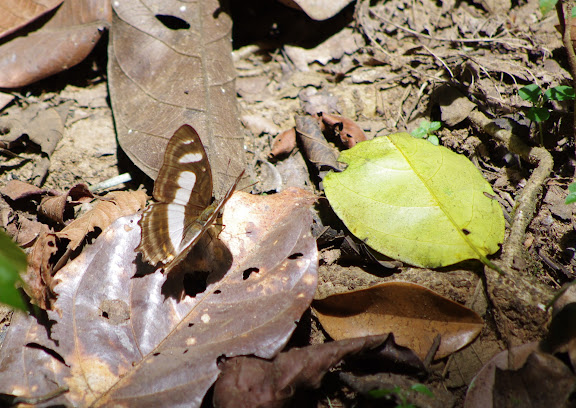 Metamorpha elissa HÜBNER, 1819. Crique Cochon, sur le sentier de Popote (Saül), 16 novembre 2012. Photo : J.-M. Gayman