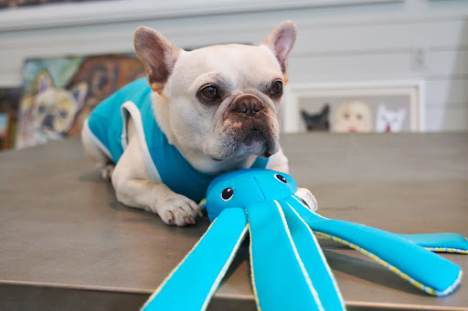 Franny, I prefer a cuddly companion. These toys are soft and snuggly and are great company on any trip. Franny, I prefer a cuddly companion. These toys are soft and snuggly and are great company on any trip.