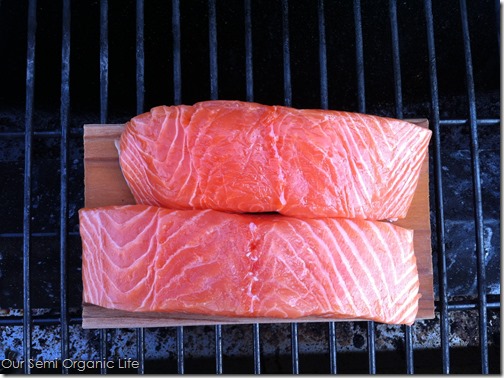 salmon 1 salmon 1