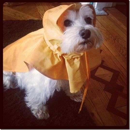 hurricane-sandy-dogs-7
