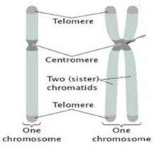 chromatid and chromosome chromatid and chromosome