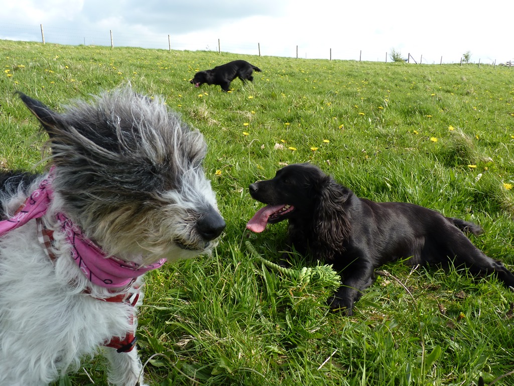 [2013-05-05%2520seaside%2520and%2520doglies%2520043%255B4%255D.jpg]