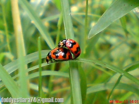 ladybird mating 01