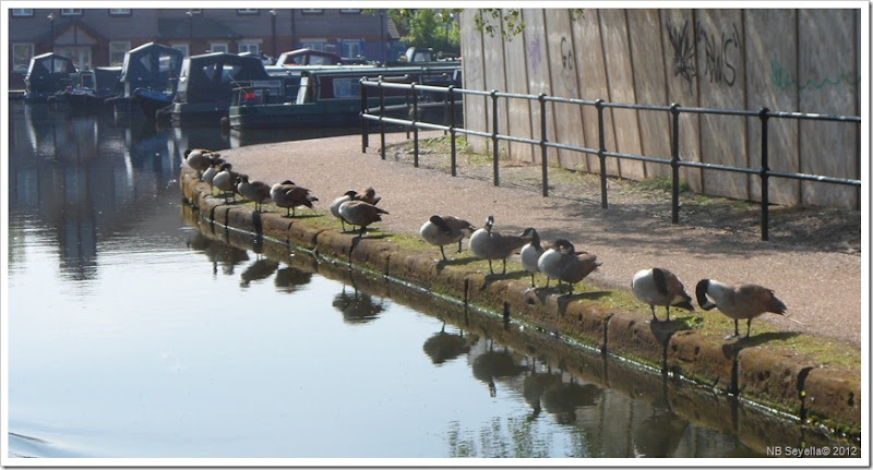 SAM_0270 Geese in a row SAM_0270 Geese in a row