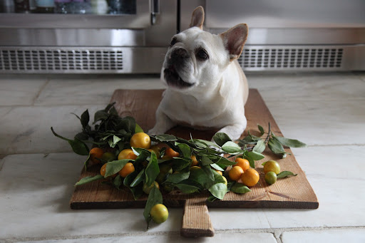I know that a roasted turkey rests on its on its back, but I don't feel comfortable like that.  And like I said, I'm no turkey!  Why don't I just put one of these oranges in my mouth and I can pretend that I'm a suckling pig, instead?!!!  Oink-oink!