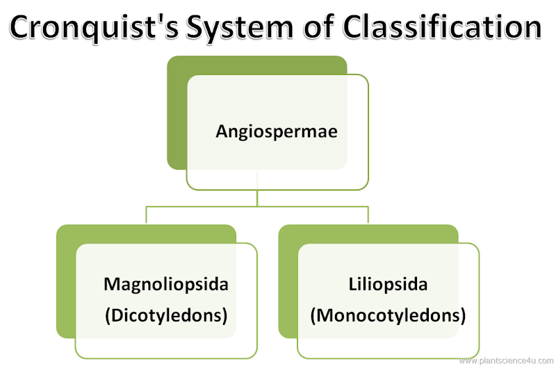 Cronquist’s System of Classification