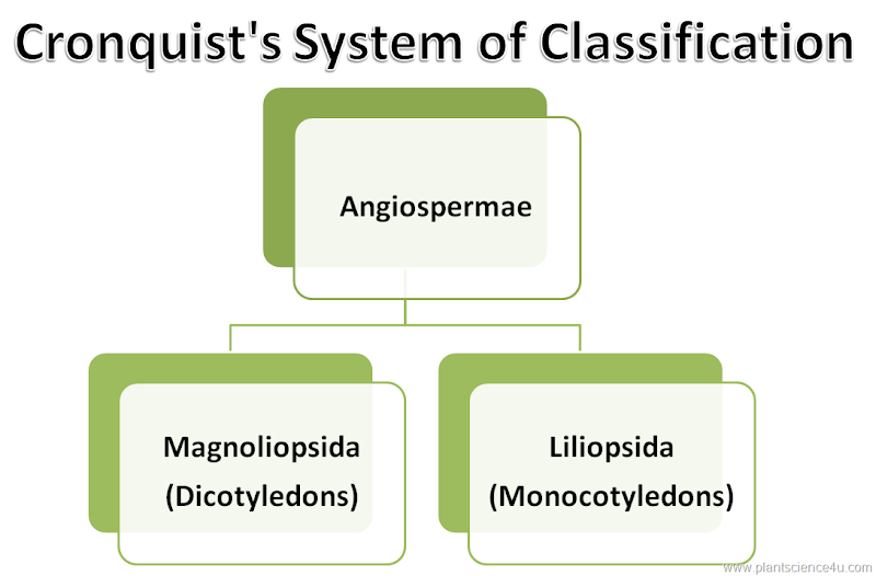 Cronquist’s System of Classification Cronquist’s System of Classification
