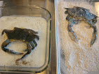 I dredged the crabs in buttermilk seasoned with salt and pepper and then coated them in a mix of equal parts of flour and cornstarch with a good dose of Old Bay seasoning tossed in.