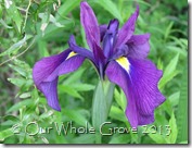 iris in the woods