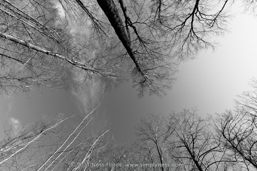 Winter Trees-7212 Winter Trees-7212