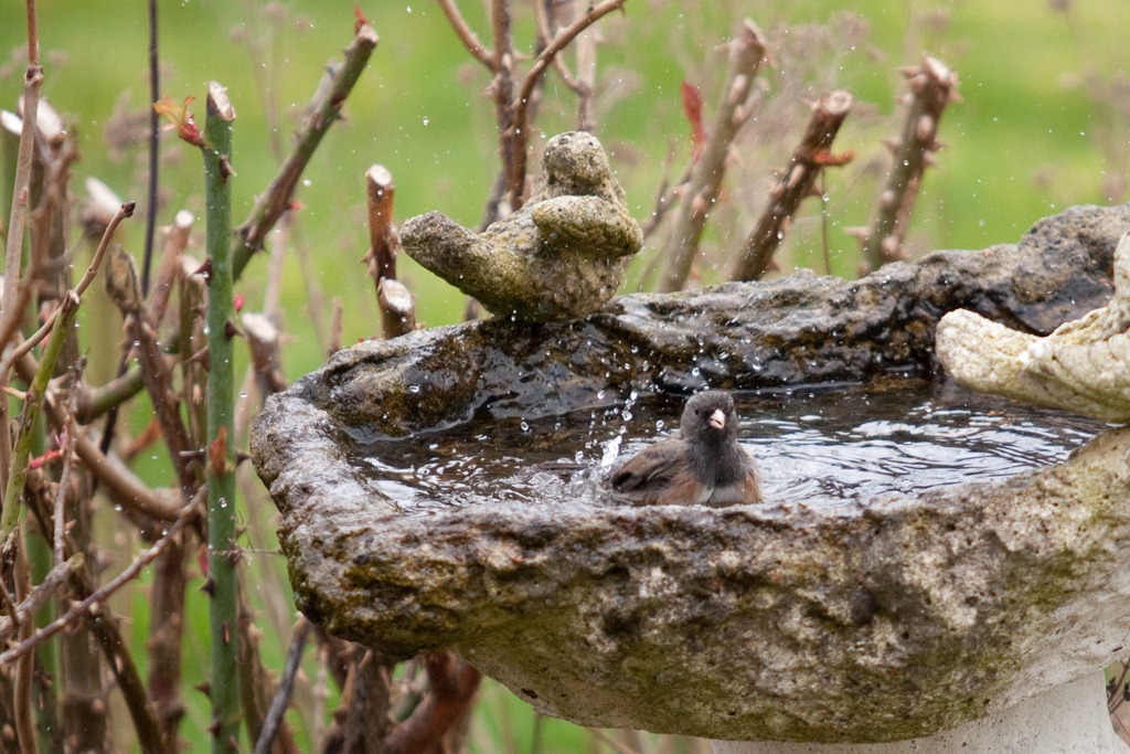 [20120327-IMG_17234.jpg]