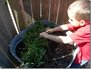 dylanchickweed dylanchickweed