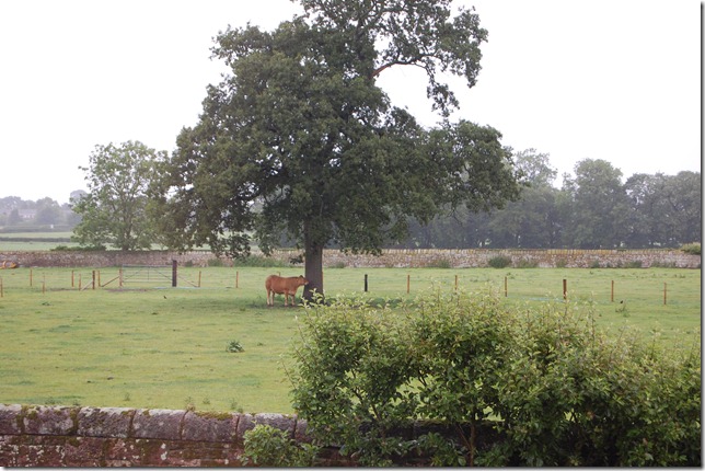 RAINY DAY FOR A COW