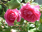 P1090044.JPG
