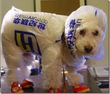 hurricane-sandy-dogs-21