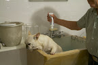 And now the shampoo!  If I could only escape!