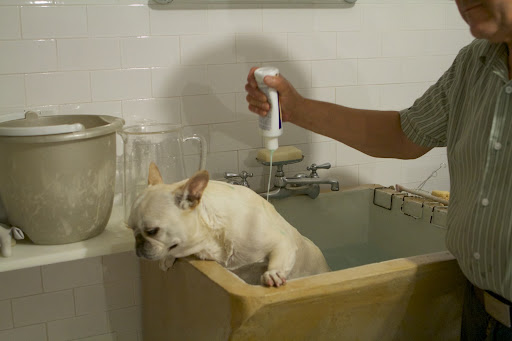 And now the shampoo!  If I could only escape!