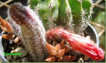 Echinopsis chamaecereus talea esterno