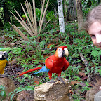 The parrots of Otorongo Lodge