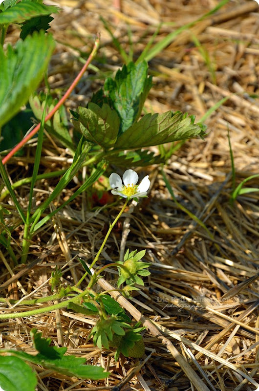 Hunderunde (06) Erdbeerfeld 16052014