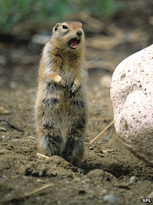 Arctic ground squirrel sounds alarm call spl